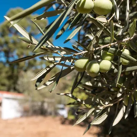Quinta Anita, Idyllic In Country House Style * Loule